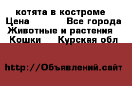 котята в костроме › Цена ­ 2 000 - Все города Животные и растения » Кошки   . Курская обл.